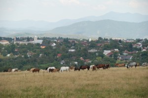 Romanian Horses